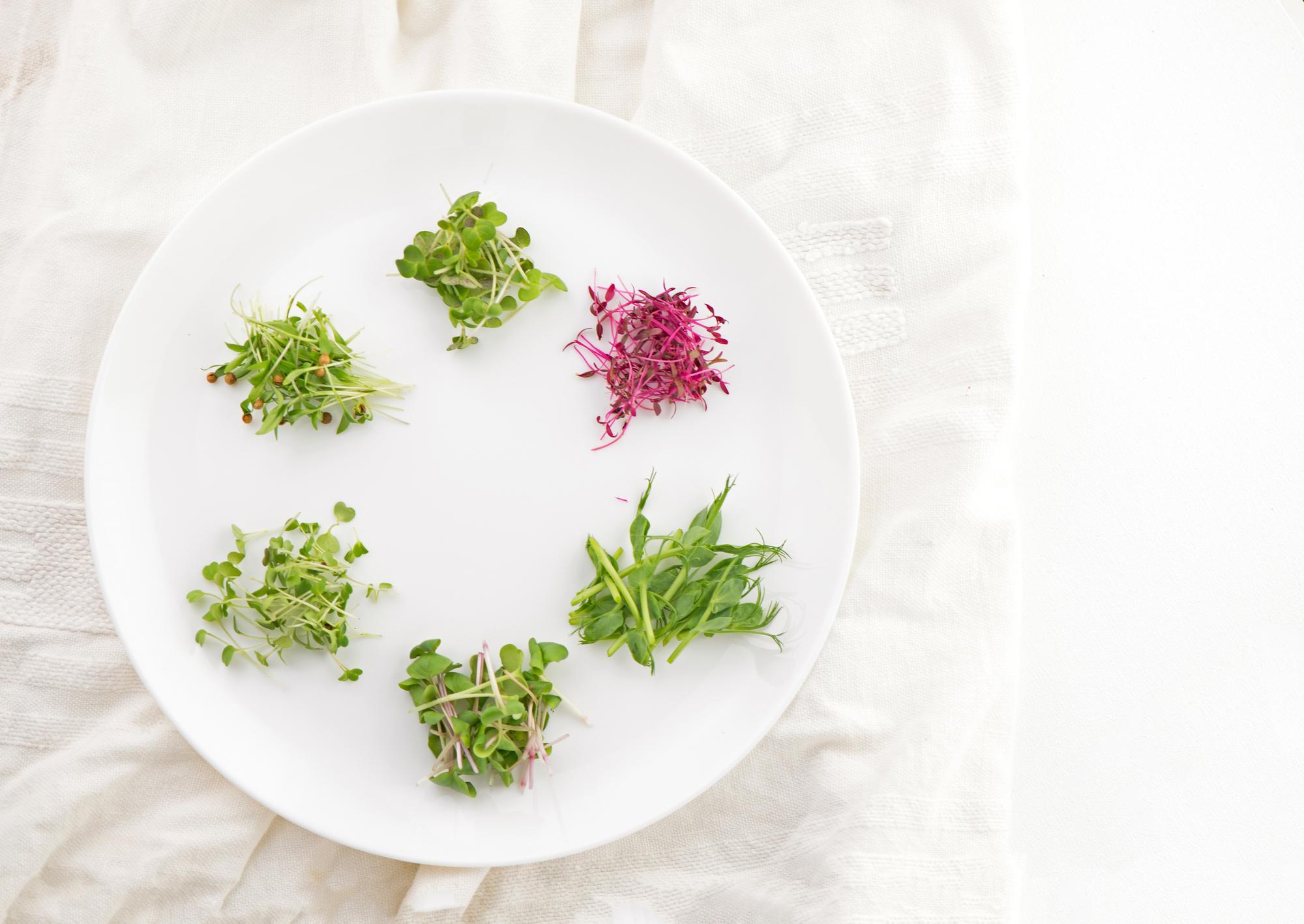 plated starter with microgreens